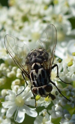 Réf. 325 524 : Graphomya maculata